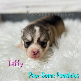 Taffy - Silver female Pomsky puppy in Krum, Texas from Paw-Some Pomskies