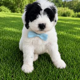 Bobby - Black and white male Sheepadoodle puppy in Leeton, Missouri from Jane's Sheepadoodles