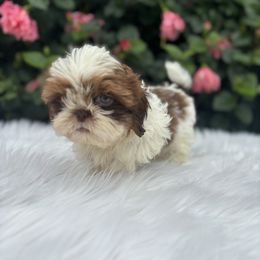 Boy1 - Liver and white male Shih Tzu puppy in Covina, California from Shih_doodle_Co