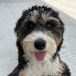 Rosie - Bernedoodle