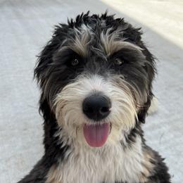 Rosie - Bernedoodle