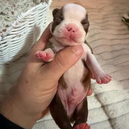Gus - Red male Boston Terrier puppy in Tampa, Florida from Bayshore Boston Terrier’s