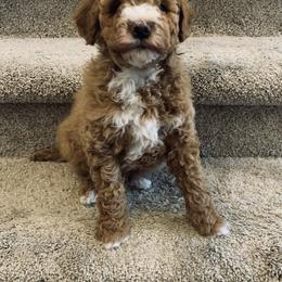 Goldendoodle Puppies from Martin’s Doodles