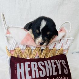 Wonka - Black and tan male Pembroke Welsh Corgi puppy in Sheldon, Missouri from Clearsky Corgis