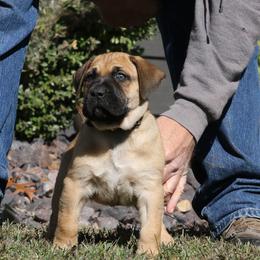 Black Collar - Fawn male Perro de Presa Canario puppy in Pocahontas, Illinois from Cabeza Grande Kennel