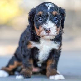 Cardie - Tri-color female Bernedoodle puppy in Dundee, Ohio from Down Home Doodle