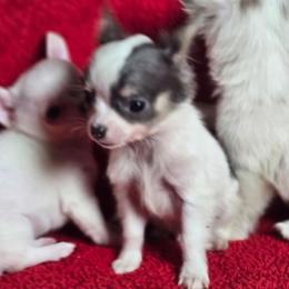 Nitro - Blue and white male Chihuahua puppy in Plainfield, Indiana from Abby's Pampered Pooches