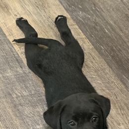 Labrador Retriever Puppies from Mystic River Labradors