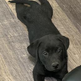 Labrador Retriever Puppies from Mystic River Labradors