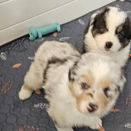 Australian Shepherds from Boundless joy aussies