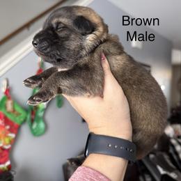 Brown - Sable male German Shepherd puppy in Terra Alta, West Virginia from Shepherd Country Farm and Kennels