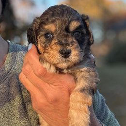 Rainier - female Australian Mountain Doodle puppy in Bristow, Oklahoma from 10-Acre Woods Cockapoos