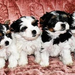 Biewer Terrier Puppies from Little Gems Biewer Terriers