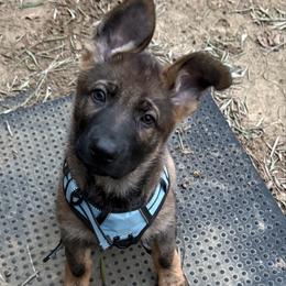 German Shepherd puppies from Von Plateau