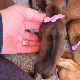 Pink - Rd whtn blk nose Rhodesian Ridgeback puppy in Colgate, Wisconsin from Zenkosi Ridgebacks