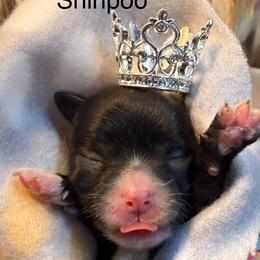 Girl 1 - Black and white female Shihpoo puppy in Cottondale, Florida from Pat’s precious puppies