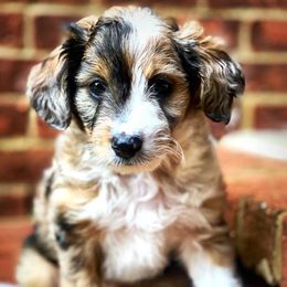 Aussiedoodle, Cavalier King Charles Spaniel, Cavapoo, and Toy Australian Shepherd Puppies from Darling Australians