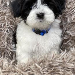 Maltipoo Puppies from A Batch of Cookie’s