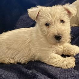 Molly - Wheaten female Scottish Terrier puppy in San Diego (Jamul), California from Lee Valley Scotties