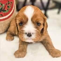 Anya - Ruby female Cavalier King Charles Spaniel puppy in Highland, Utah from Furever Cavaliers