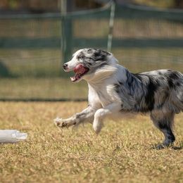 Australian Shepherd and Border Collie All Grown Up from Lightspeed Kennels