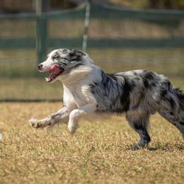 Australian Shepherd and Border Collie All Grown Up from Lightspeed Kennels