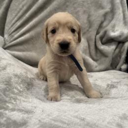 Max: Blue Collar - Light golden male Golden Retriever puppy in Monterey, Tennessee from Lawson’s Green Acres Goldens and Mini Dachshunds