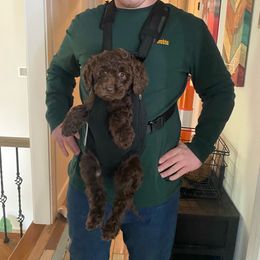 Aussiedoodle and Poodle Puppies from Diamond M Poodles and Doodles