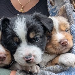 Miniature Australian Shepherd puppies from MAS LUV