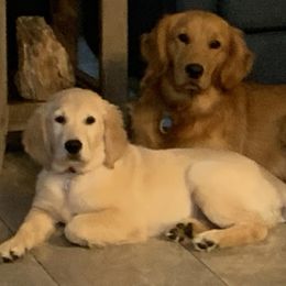 Bella - Golden Retriever