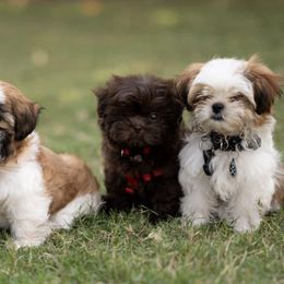 Mal-Shis, Pomeranians, Shih Tzus, and Yorkshire Terriers from Gibbs Gorgeous Paws LLC