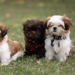 Mal-Shis, Pomeranians, Shih Tzus, and Yorkshire Terriers from Gibbs Gorgeous Paws LLC