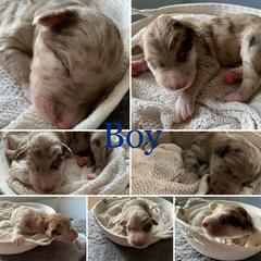 Bordoodle and Poodle Puppies from Bordoodles of Maine