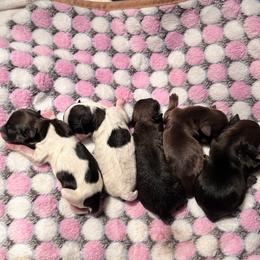 Shih Tzu Puppies from Angel babies