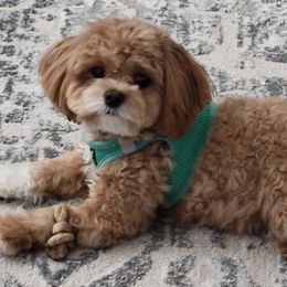 Goldendoodle, Maltipoo, and Yorkipoo Puppies from Doodle Pups Fur-Ever
