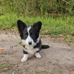 Girl 3 - Black and white female Cardigan Welsh Corgi puppy in Natchitoches. La, Louisiana from Bleu Bayou Corgis