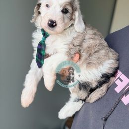 Barrell - Merle male Sheepadoodle puppy in Marion, Ohio from Doodles & Doxies