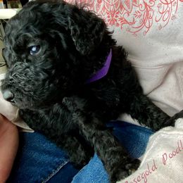 Poodle Puppies from Rosegold Poodles