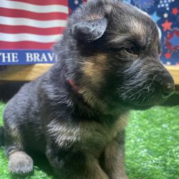 Pink Collar Girl 1 - Black and tan female German Shepherd puppy in Joshua, Texas from American Viking GSD Ranch