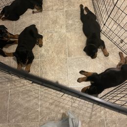 Rottweiler Puppies from Vom Allegiance Haus