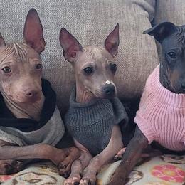 American Hairless Terriers from Monica's American Hairless Terriers