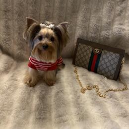 Yorkshire Terrier All Grown Up from Akc Quality Yorkies