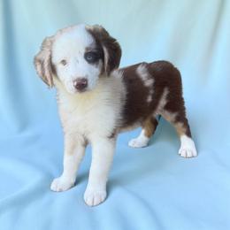 Monroe Fahey - Red merle female Australian Shepherd puppy in Statesville, North Carolina from Charming Australian Shepherds