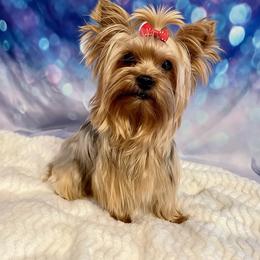 Daisy - Yorkshire Terrier