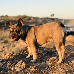 Violet - French Bulldog