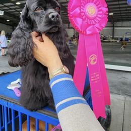 Fyre - Cocker Spaniel