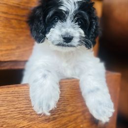 Poppy - Black and white female Cockapoo puppy in Alexandria, Alabama from Bright and Beautiful Cockapoos and Doodles