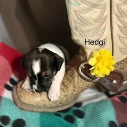 Hedgi - Tri-color female Russell Terrier puppy in Great Falls, Montana from VS Golden Fields