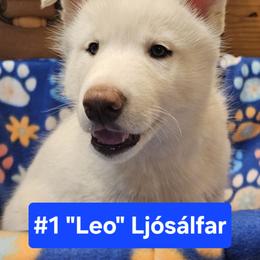 #1 Ljósálfar - White Siberian Husky puppy in Dane, Wisconsin from Sunny Hurricane Siberians