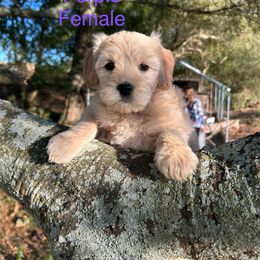 Purple - Apricot female Goldendoodle puppy in Lineville, Alabama from Dogwood Doodles of Alabama